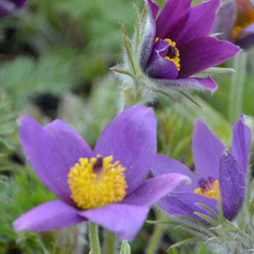 3 Anémones pulsatilles - Pulsatilla vulgaris - Plantes