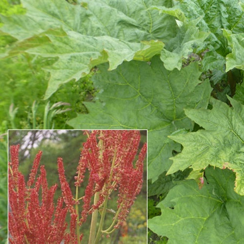 Rhubarbe palmée - Rheum palmatum var. tanguticum - Plantes