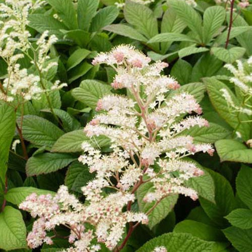 Rodgersia à feuilles de marronnier - Willemse