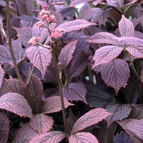 Rodgersia pinnata Chocolate Wings - Willemse