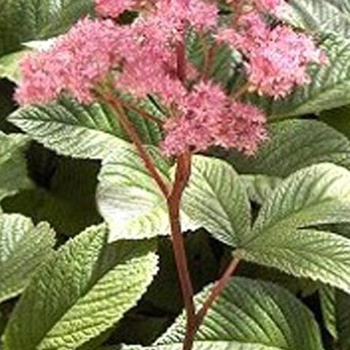 Rodgersia pinnata - Rodgersia pinnata - Plantes