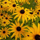 3 Rudbeckia deamii - Rudbeckia fulgida deamii - Plantes