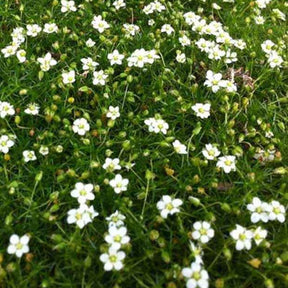 Sagine subulée - Sagina subulata - Plantes