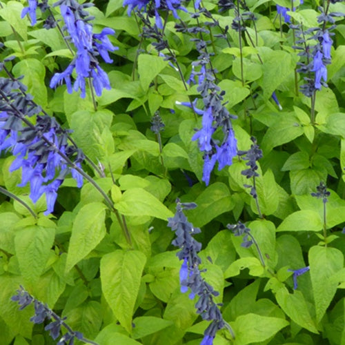 Sauge guarani Black and Blue - Salvia guaranitica black and blue - Plantes