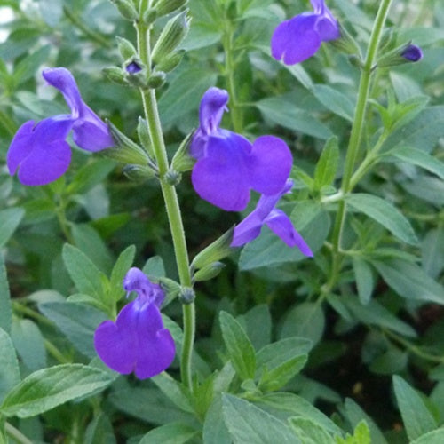 Sauge Monrovia - Salvia microphylla blue monrovia - Plantes