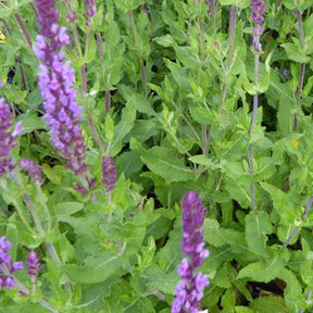 Sauge des bois Amethyst - Salvia nemorosa amethyst - Plantes