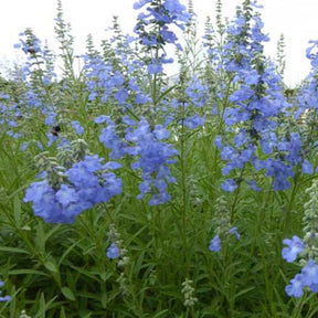 Sauge des marais African Skies - Salvia uliginosa african skies - Plantes