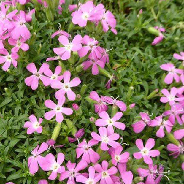 Saponaire lempergii Max Frei - Saponaria lempergii 'max frei' - Plantes