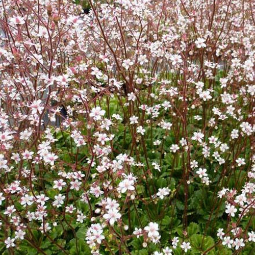 3 Désespoirs du peintre Variegata - Saxifraga umbrosa variegata - Plantes