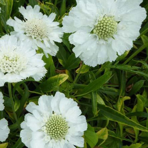 3 Scabieuse du Caucase blanche - Scabiosa caucasica alba - Plantes