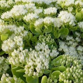 Sedum Iceberg - Sedum spectabile iceberg - Plantes