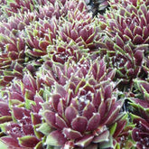 3 Joubarbes Silberkarneol - Sempervivum - Sempervivum silberkarneol - Plantes