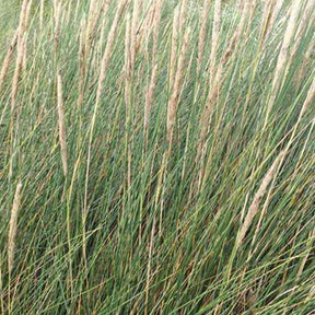 Oyat Roseau des sables - Ammophila arenaria - Plantes