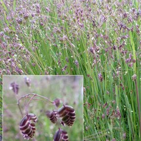 3 Amourettes Brize - Briza media - Plantes