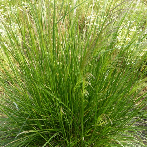 3 Canches cespiteuses Goldtau - Deschampsia cespitosa goldtau - Plantes