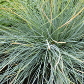 3 Fétuques bleues Elijah Blue - Festuca glauca elijah blue - Plantes