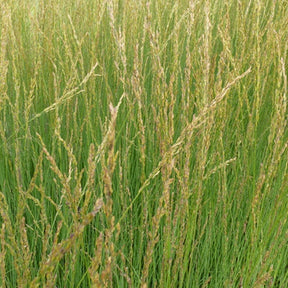 Molinie bleue Heidebraut - Molinia caerulea heidebraut - Plantes