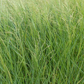 Panic érigé - Panicum amarum - Plantes