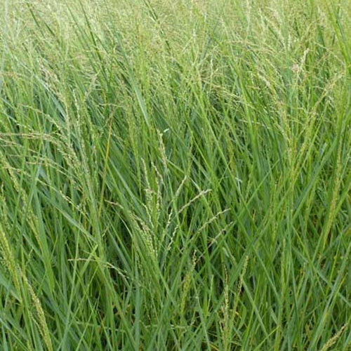 Panic érigé - Panicum amarum - Plantes