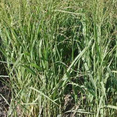 Panic érigé Buffalo Green - Panicum virgatum buffalo green - Plantes