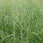 Panic érigé Prairie Sky - Panicum virgatum prairie sky - Plantes