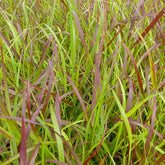 Panic érigé Rotstahlbusch - Panicum virgatum rotstrahlbusch - Plantes