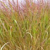 Panic érigé Squaw - Panicum virgatum squaw - Plantes