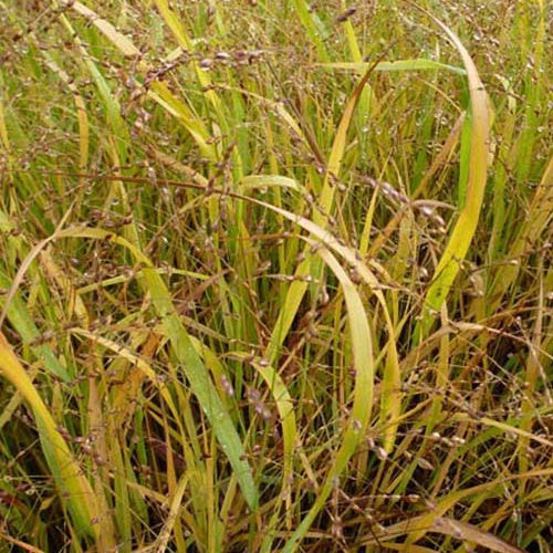 Panic érigé Stafa - Panicum virgatum stäfa - Plantes