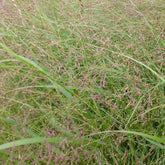 Panic érigé Warrior - Panicum virgatum warrior - Plantes