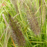 Herbe aux écouvillons Black Beauty - Pennisetum - Pennisetum alopecuroides black beauty - Plantes