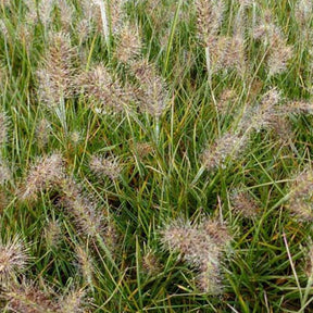 Herbe aux écouvillons Little Honey - Pennisetum - Pennisetum alopecuroides little honey - Plantes