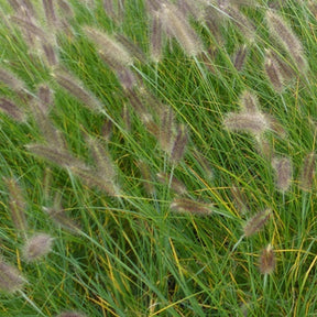 Herbe aux écouvillons - Pennisetum - Willemse