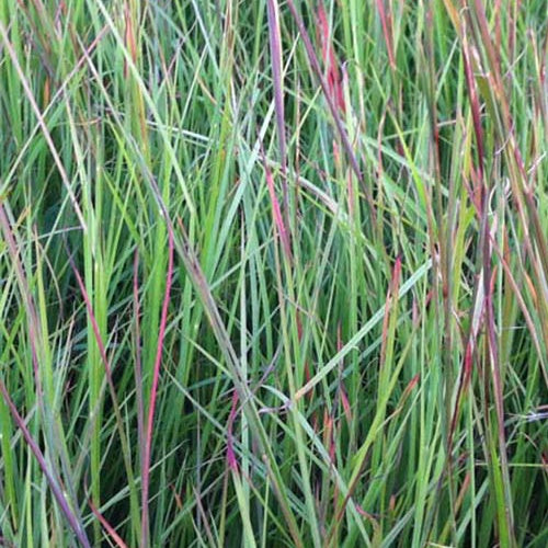 Schizachyrium scoparium - Schizachyrium scoparium - Plantes