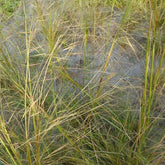 Stipe chevelu - Stipa capillata - Plantes