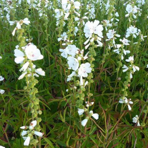 Sidalcea candida - Sidalcea candida - Plantes