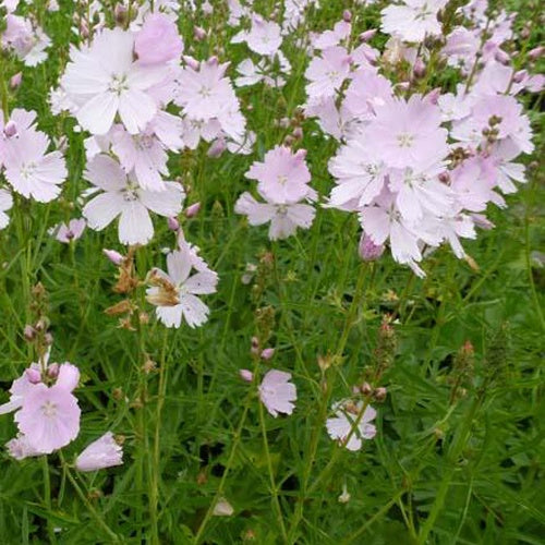 Sidalcea Elsie Heugh - Sidalcea elsie heugh - Plantes