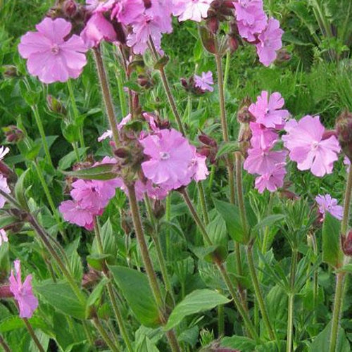 3 Silène dioïque - Silene dioica - Plantes