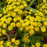 3 Tanaisie commune - Tanacetum vulgare - Plantes