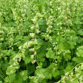 3 Tellime à grandes fleurs - Tellima grandiflora - Plantes