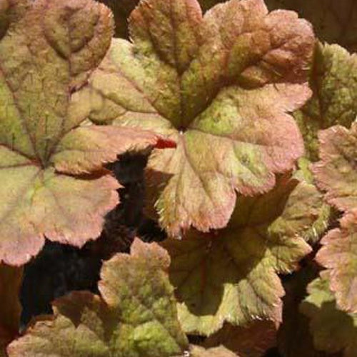 3 Tellime à grandes fleurs Rubra - Tellima grandiflora rubra - Plantes