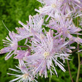 3 Pigamons à feuilles d'Ancolie - Thalictrum aquilegifolium - Plantes