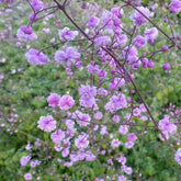 Pigamon Delavayi Hewitts Double - Thalictrum delavayi hewitts double - Plantes