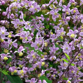 Pigamon de Rochebrun - Thalictrum rochebrunianum - Plantes