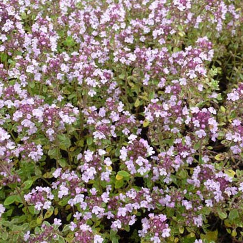 3 Thym citron Silver Queen - Thymus citriodorus silver queen - Plantes