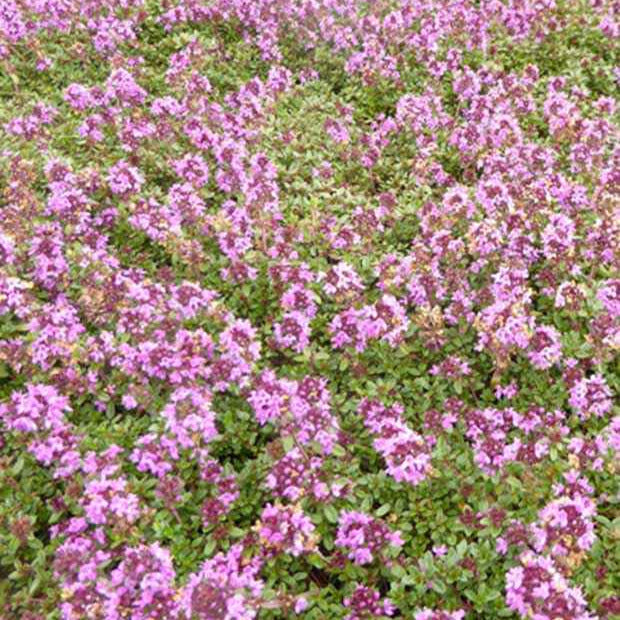 Thym précoce Coccineus - Thymus praecox coccineus - Plantes