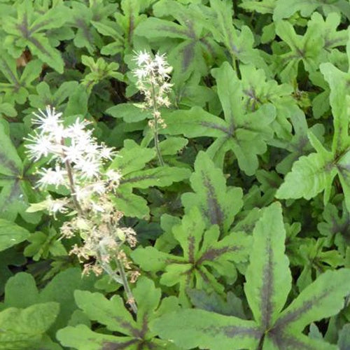 Tiarelle Iron Butterfly - Tiarella iron butterfly - Plantes