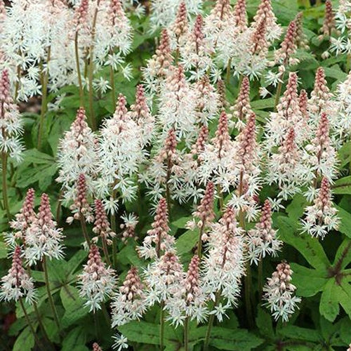 Tiarelle Spring Symphony - Tiarella spring symphony - Plantes