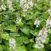 3 Tiarelle Wherryi - Tiarella wherryi - Plantes