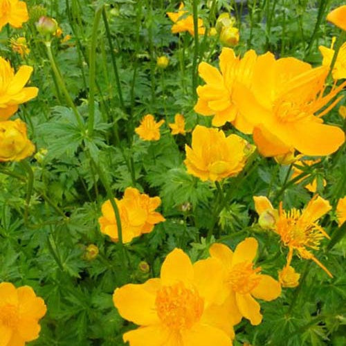 Trolle de Chine Golden Queen - Trollius chinensis golden queen - Plantes