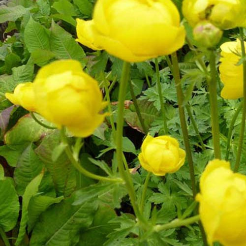 Trolle d'Europe - Trollius europaeus - Plantes